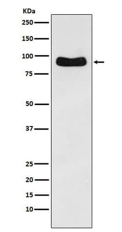 ODF2 Antibody (SR2297), Novus Biologicals:Antibodies:Primary Antibodies