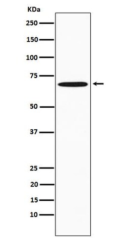 SAM68 Antibody (SR2119), Novus Biologicals:Antibodies:Primary Antibodies