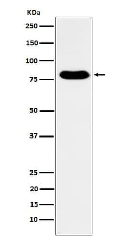 GTPBP4 Antibody (SR2224), Novus Biologicals:Antibodies:Primary Antibodies
