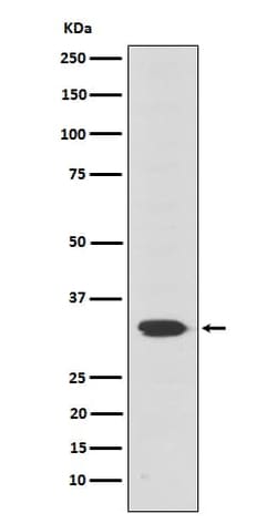 Otx2 Antibody (SR1525), Novus Biologicals:Antibodies:Primary Antibodies