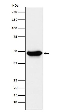 CD39L4/ENTPD5 Antibody (SR1805), Novus Biologicals 50 &mu;g; Unconjugated:Antibodies,