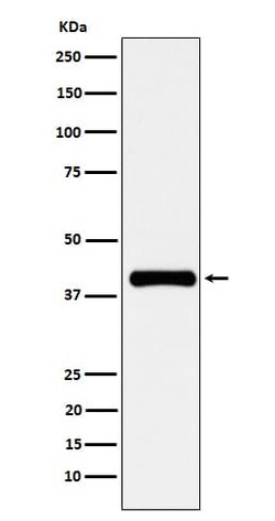 PON1 Antibody (SR1662), Novus Biologicals:Antibodies:Primary Antibodies