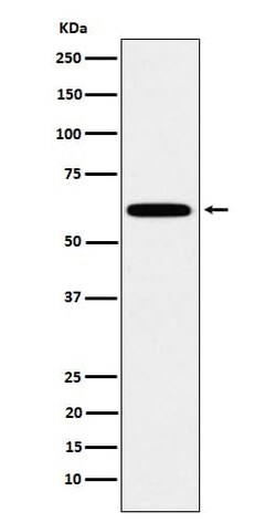 HSF2 Antibody (SR2042), Novus Biologicals 50 &mu;g; Unconjugated:Antibodies,