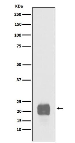 CRIPTO Antibody (SR1320), Novus Biologicals 50 &mu;g; Unconjugated:Antibodies,