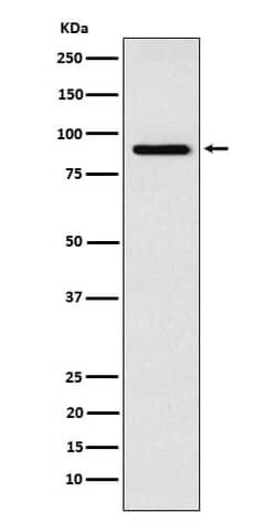 RSK4 Antibody (SR2252), Novus Biologicals:Antibodies:Primary Antibodies