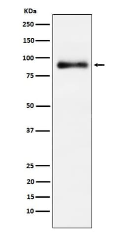 Lactoferrin Antibody (SR2256), Novus Biologicals:Antibodies:Primary Antibodies