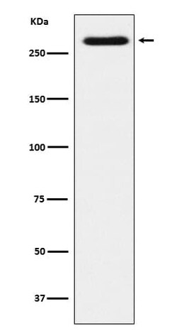 SorLA Antibody (SR1433), Novus Biologicals:Antibodies:Primary Antibodies
