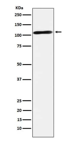 Epac2 Antibody (SR1071), Novus Biologicals:Antibodies:Primary Antibodies