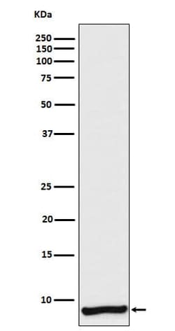 Apolipoprotein C1 Antibody (SR2315), Novus Biologicals:Antibodies:Primary