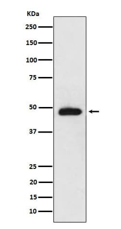 NeuroD2 Antibody (SR1838), Novus Biologicals 100 &mu;g, Unconjugated:Antibodies,