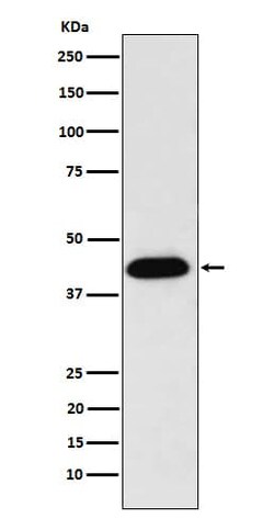 NUDC Antibody (SR1714), Novus Biologicals 100 &mu;g; Unconjugated:Antibodies,