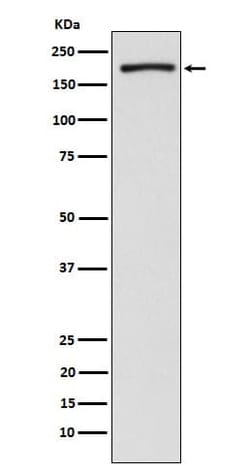 G9a/EHMT2 Antibody (SR1247), Novus Biologicals 100 &mu;g, Unconjugated:Antibodies,