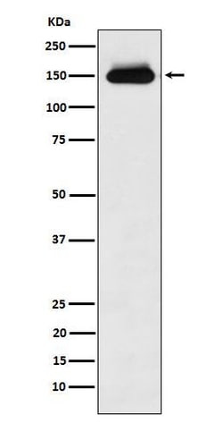 Timeless Antibody (SR1201), Novus Biologicals 100 &mu;g, Unconjugated:Antibodies,