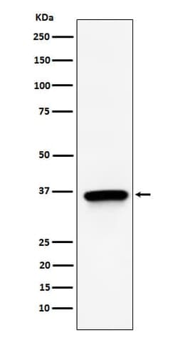TIMM50 Antibody (SR1606), Novus Biologicals 50 &mu;g, Unconjugated:Antibodies,