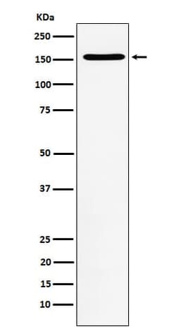 WAPL Antibody (SR1232), Novus Biologicals:Antibodies:Primary Antibodies