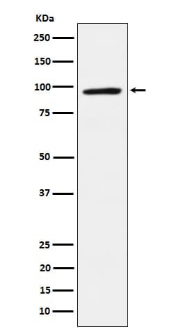 NAP1 Antibody (SR2283), Novus Biologicals:Antibodies:Primary Antibodies
