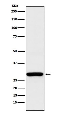 Aly Antibody (SR1439), Novus Biologicals:Antibodies:Primary Antibodies