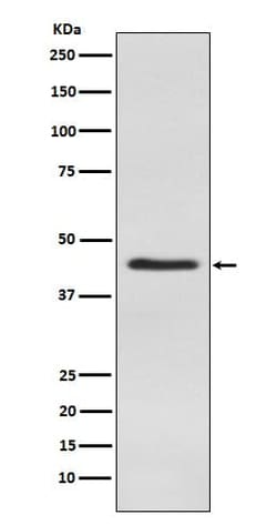 Inhibin alpha Antibody (SR1673), Novus Biologicals 50 &mu;g; Unconjugated:Antibodies,