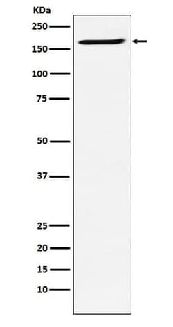 SMC4 Antibody (SR1231), Novus Biologicals 100 &mu;g; Unconjugated:Antibodies,
