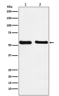 KLF10 Antibody (SR1940), Novus Biologicals 50 &mu;g; Unconjugated:Antibodies,