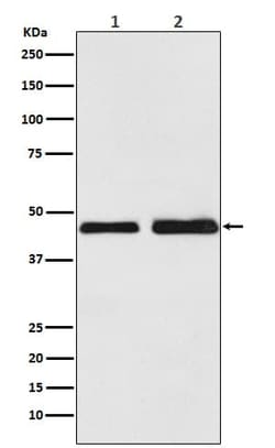 OXTR Antibody (SR1739), Novus Biologicals 50 &mu;g; Unconjugated:Antibodies,