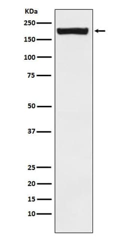 Mrc2 Antibody (SR1302), Novus Biologicals:Antibodies:Primary Antibodies