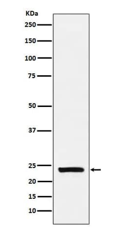 Casein Antibody (SR1341), Novus Biologicals:Antibodies:Primary Antibodies