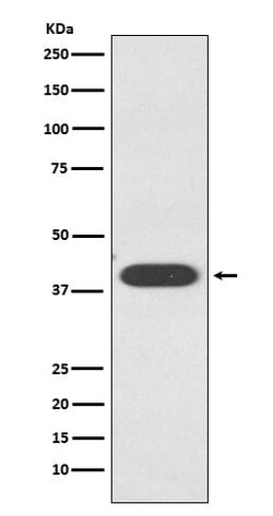 ZAG Antibody (SR1742), Novus Biologicals 100 &mu;g; Unconjugated:Antibodies,