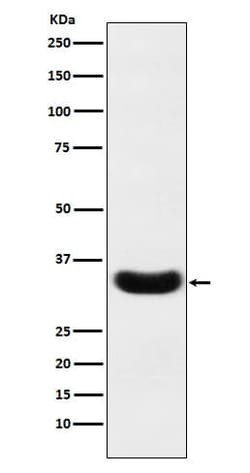 Phospholipid Scramblase 1/PLSCR1 Antibody (SR1591), Novus Biologicals:Antibodies:Primary