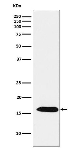 Peroxiredoxin 5 Antibody (SR1264), Novus Biologicals:Antibodies:Primary