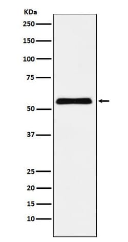Cbx2 Antibody (SR2008), Novus Biologicals:Antibodies:Primary Antibodies