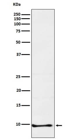 Neuronatin Antibody (SR2316), Novus Biologicals 100 &mu;g; Unconjugated:Anticuerpos
