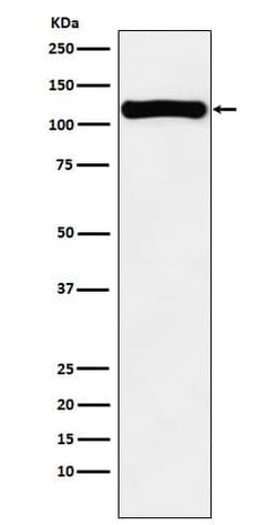 VPS11 Antibody (SR1048), Novus Biologicals:Antibodies:Primary Antibodies