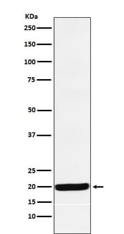 RBM8A Antibody (SR1310), Novus Biologicals:Antibodies:Primary Antibodies