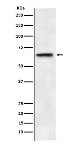 ABCE1 Antibody (SR2116), Novus Biologicals:Antibodies:Primary Antibodies