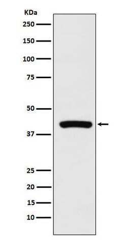 Cyclophilin 40 Antibody (SR1688), Novus Biologicals 50 &mu;g; Unconjugated:Antibodies,