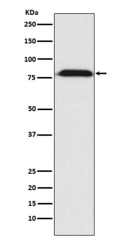 MAD1L1/MAD1 Antibody (SR2235), Novus Biologicals 50 &mu;g; Unconjugated:Antibodies,