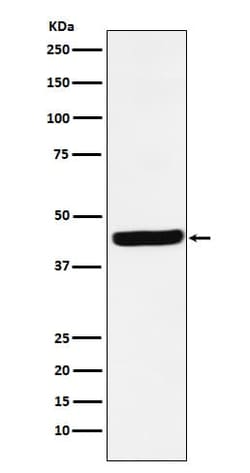 AHSA1 Antibody (SR1727), Novus Biologicals:Antibodies:Primary Antibodies