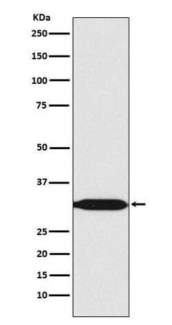 Prohibitin 2 Antibody (SR1516), Novus Biologicals 100 &mu;g; Unconjugated:Antibodies,
