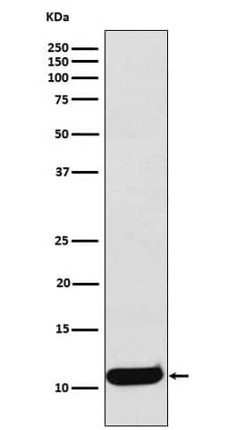 CCL19/MIP-3 beta Antibody (SR1080), Novus Biologicals:Antibodies:Primary