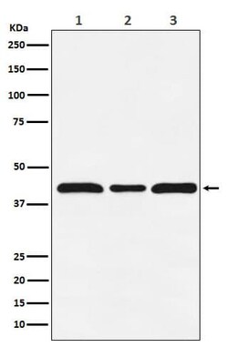 c-Maf Antibody (SR1746), Novus Biologicals 50 &mu;g; Unconjugated:Antibodies,