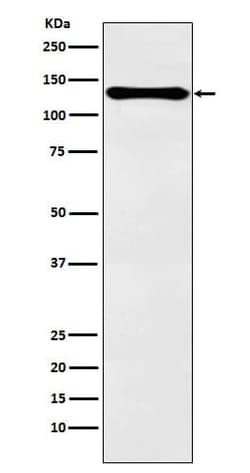 PER2 Antibody (SR1141), Novus Biologicals:Antibodies:Primary Antibodies