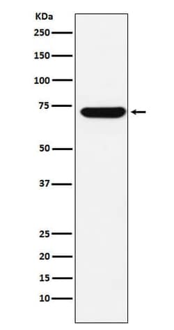 ZBTB7A/Pokemon Antibody (SR2167), Novus Biologicals 50 &mu;g; Unconjugated:Antibodies,