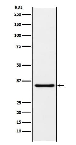 MDH1 Antibody (SR1599), Novus Biologicals 100 &mu;g; Unconjugated:Antibodies,