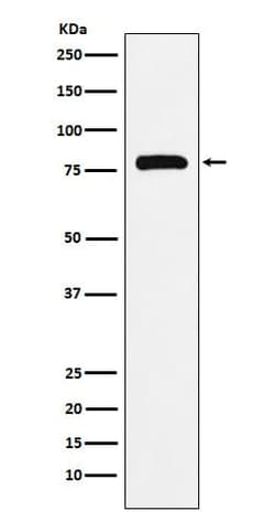 PAF1 Antibody (SR2237), Novus Biologicals:Antibodies:Primary Antibodies