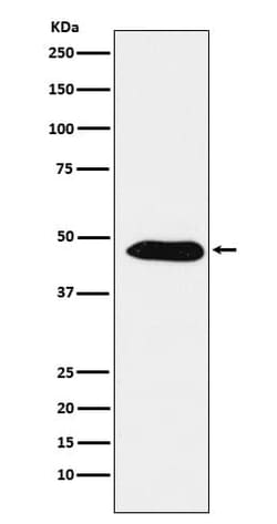 PA2G4/EBP1 Antibody (SR1830), Novus Biologicals:Antibodies:Primary Antibodies