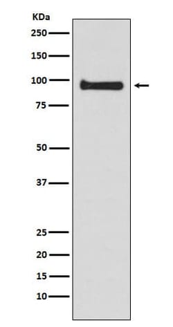 VAV3 Antibody (SR2314), Novus Biologicals 100 &mu;g; Unconjugated:Antibodies,