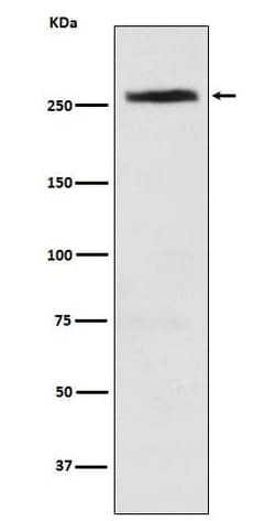 CAD Antibody (SR1408), Novus Biologicals 50 &mu;g; Unconjugated:Antibodies,