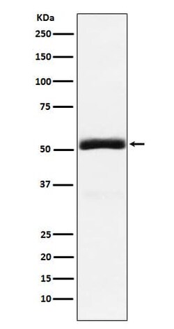 Granulin Antibody (SR1971), Novus Biologicals 50 &mu;g; Unconjugated:Antibodies,