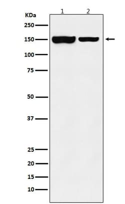 JMJD2B Antibody (SR1194), Novus Biologicals 100 &mu;g; Unconjugated:Antibodies,